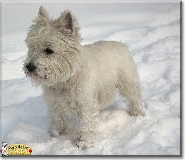 Sandy the West Highland White Terrier, the Dog of the Day