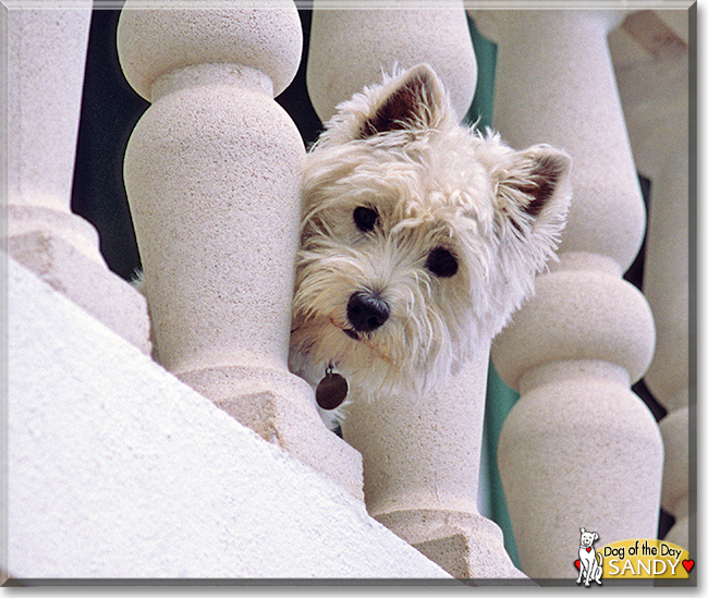 Sandy the West Highland White Terrier, the Dog of the Day