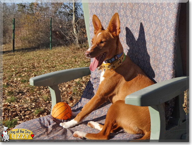 Lizzy the Podenco Andaluz, the Dog of the Day