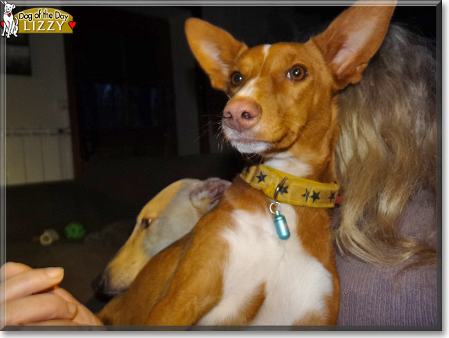 Lizzy the Podenco Andaluz, the Dog of the Day