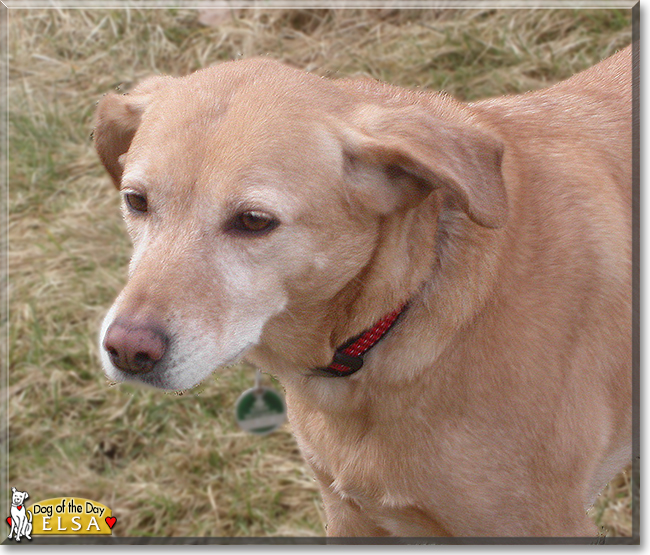 Elsa the Dog, the Dog of the Day