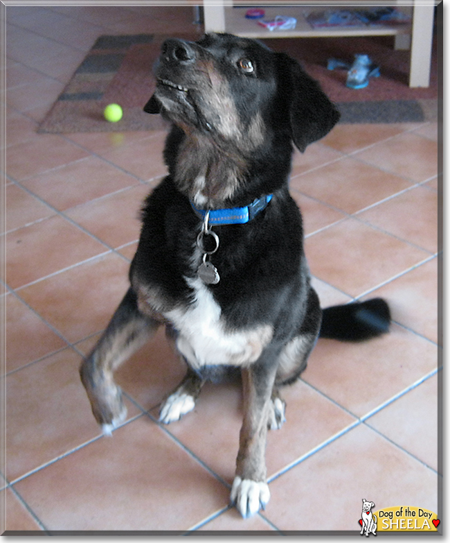 Sheela the Golden Retriever, Appenzeller Mix, the Dog of the Day