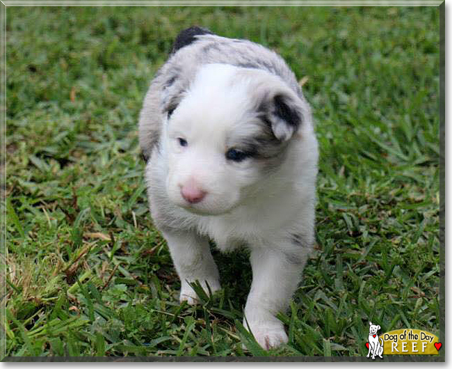 Reef the Border Collie, the Dog of the Day