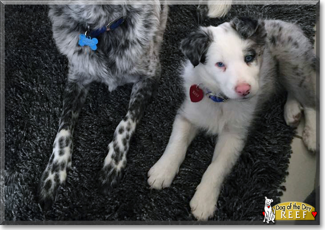 Reef the Border Collie, the Dog of the Day