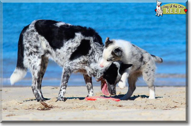 Reef the Border Collie, the Dog of the Day