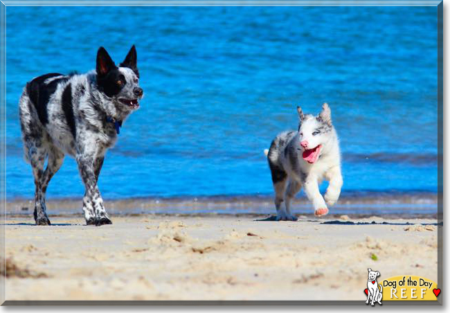 Reef the Border Collie, the Dog of the Day