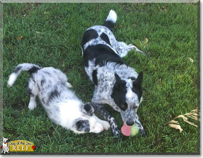 Reef the Border Collie, the Dog of the Day