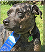 Missy Mae the Catahoula mix