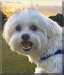 Camden the Maltese, Poodle Mix