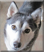 Lady Sage the Siberian Husky