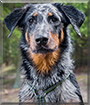 Ygritte the Beauceron