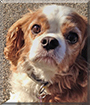 Nicco the Cavalier King Charles Spaniel