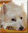 Sandy the West Highland White Terrier