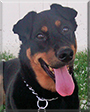 Duke the Rottweiler/Doberman Pinscher