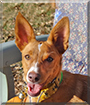 Lizzy the Podenco Andaluz