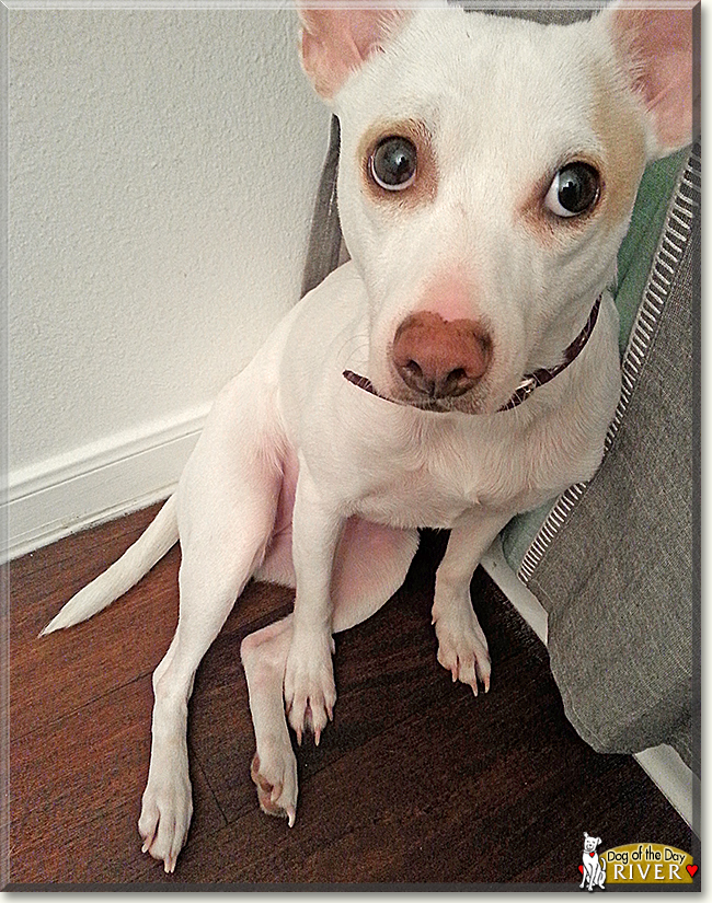 River the Jack Russell Terrier/Rat Terrier, the Dog of the Day