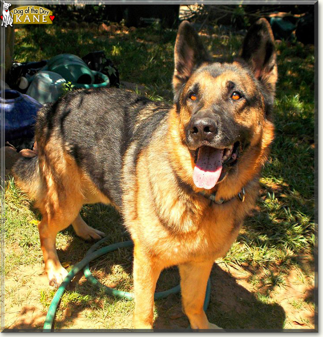 Kane the German Shepherd, the Dog of the Day