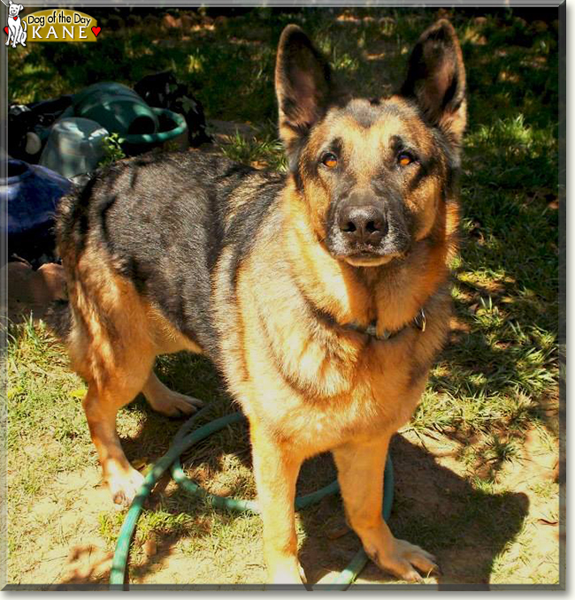 Kane the German Shepherd, the Dog of the Day