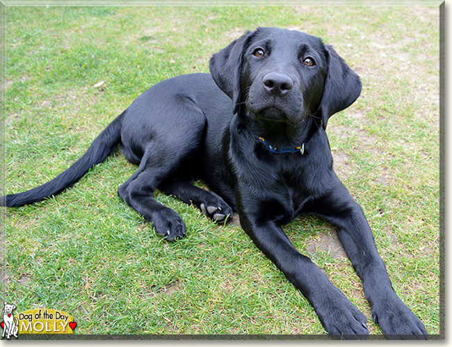 Molly the Labrador Retriever, the Dog of the Day