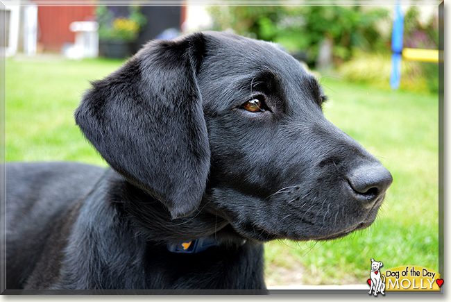 Molly the Labrador Retriever, the Dog of the Day