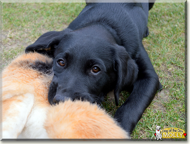 Molly the Labrador Retriever, the Dog of the Day