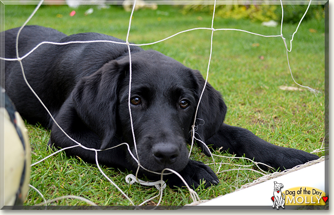 Molly the Labrador Retriever, the Dog of the Day