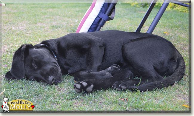 Molly the Labrador Retriever, the Dog of the Day