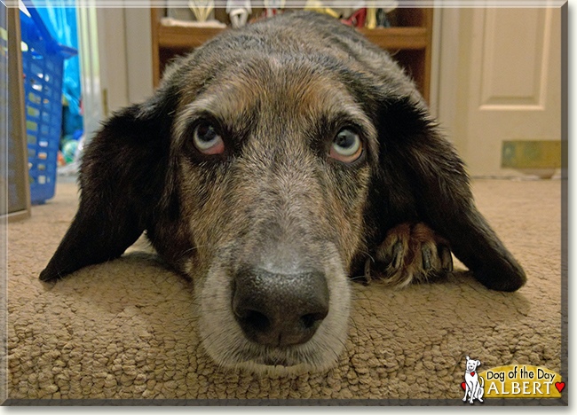 Albert the Australian Cattle Dog, Basset Hound mix, the Dog of the Day