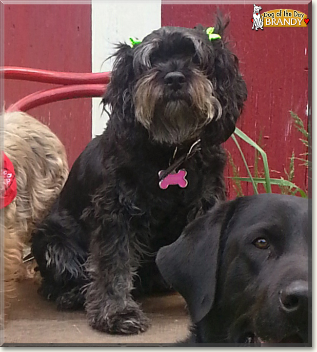 schnauzer cocker spaniel mix