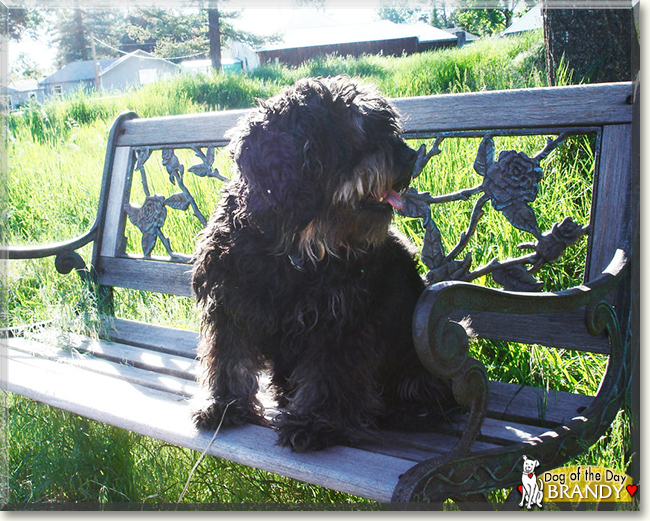 Brandy the Miniature Schnauzer/Cocker Spaniel, the Dog of the Day