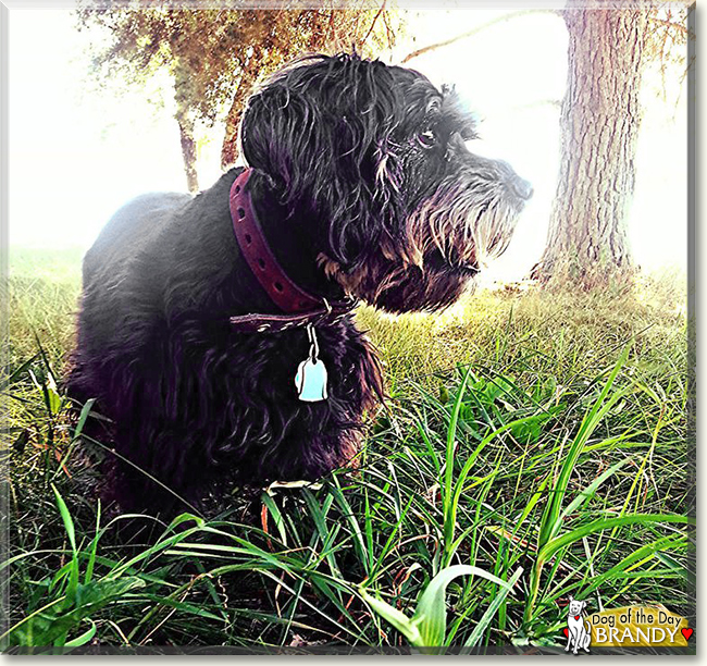 Brandy the Miniature Schnauzer/Cocker Spaniel, the Dog of the Day