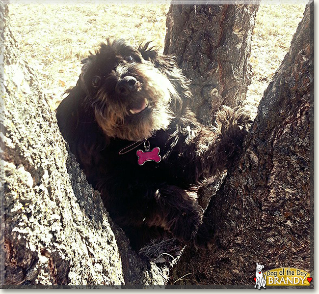 Brandy the Miniature Schnauzer/Cocker Spaniel, the Dog of the Day