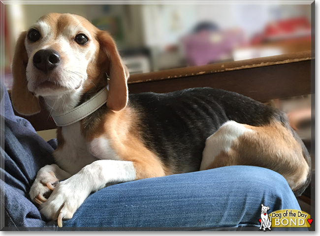 Bond the Beagle, the Dog of the Day