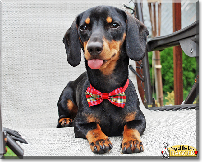 Dagger the Miniature Dachshund, the Dog of the Day