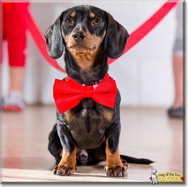 Dagger the Miniature Dachshund, the Dog of the Day