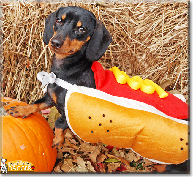 Dagger the Miniature Dachshund, the Dog of the Day