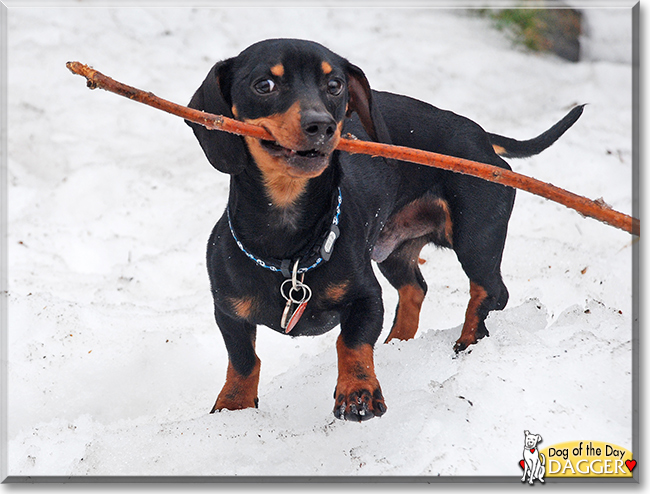 Dagger the Miniature Dachshund, the Dog of the Day