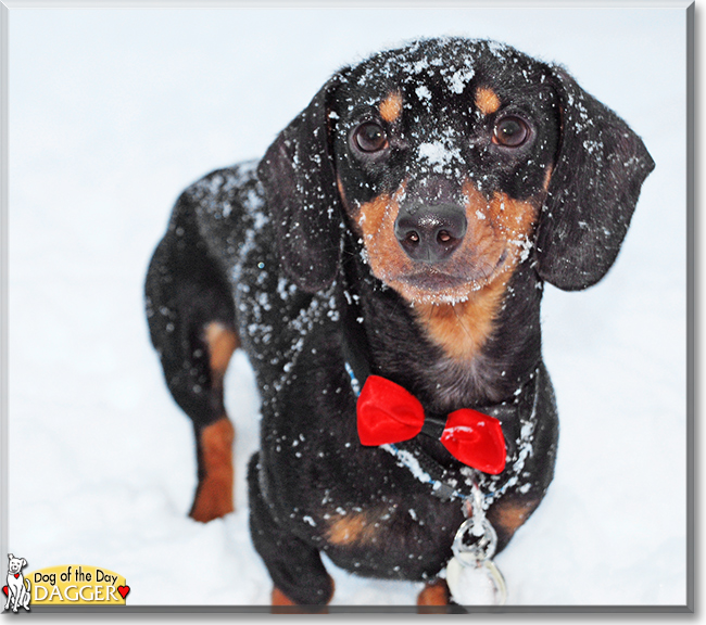 Dagger the Miniature Dachshund, the Dog of the Day