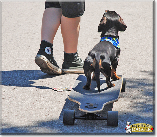 Dagger the Miniature Dachshund, the Dog of the Day