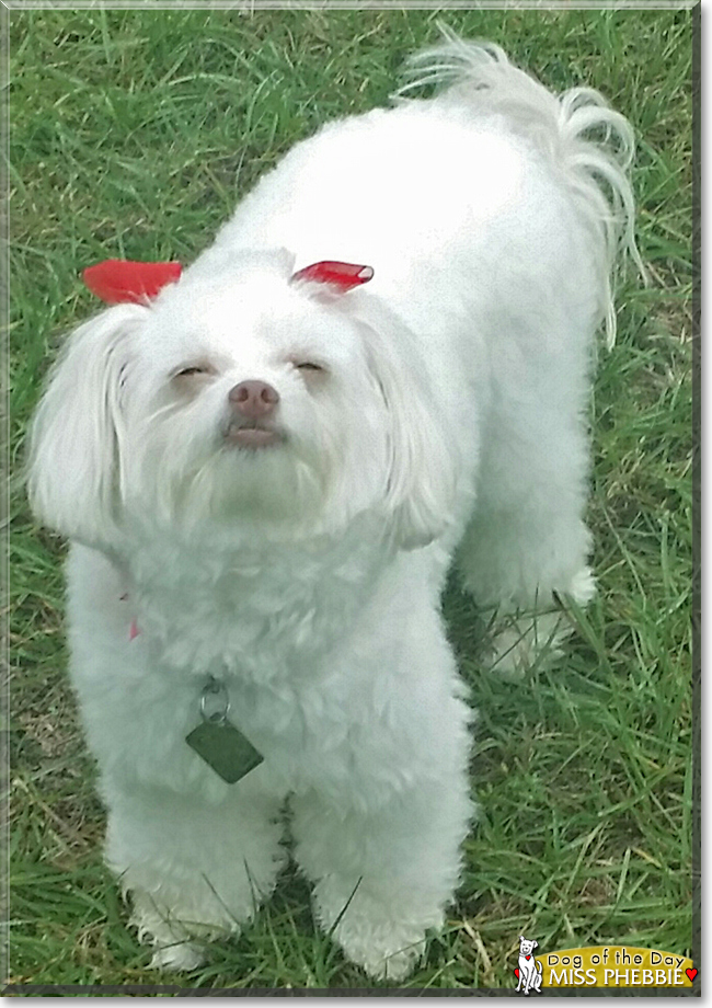 Miss Phebbie the Maltese/Poodle mix, the Dog of the Day