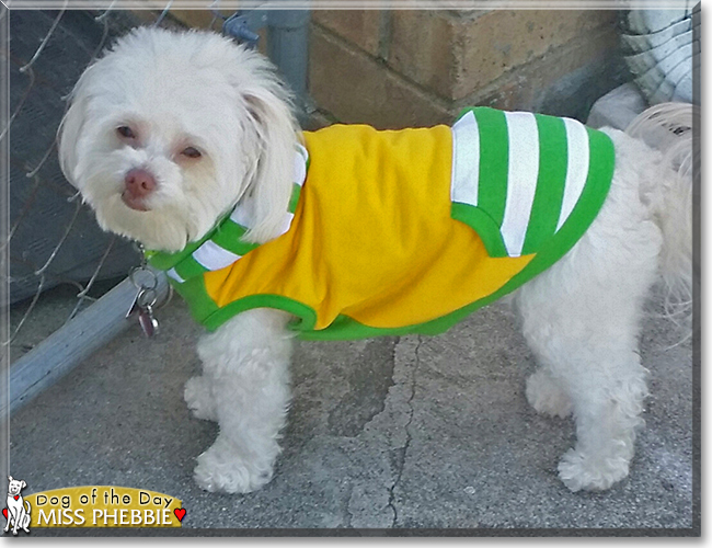 Miss Phebbie the Maltese/Poodle mix, the Dog of the Day