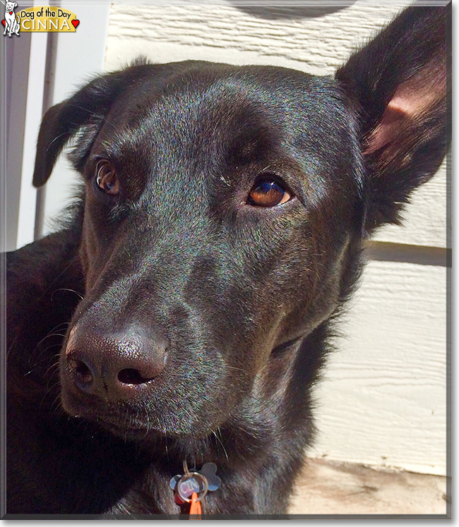 Cinna the German Shepherd/Labrador mix, the Dog of the Day