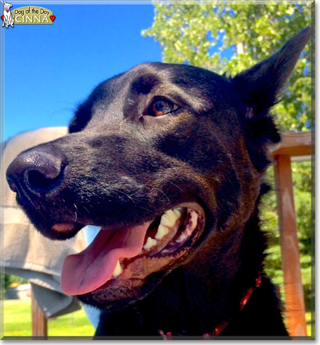 Cinna the German Shepherd/Labrador mix, the Dog of the Day