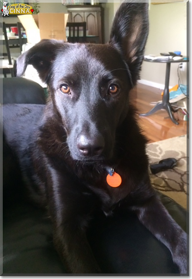 Cinna the German Shepherd/Labrador mix, the Dog of the Day