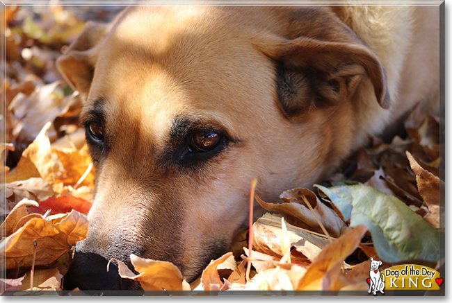 King the Bitsa, the Dog of the Day