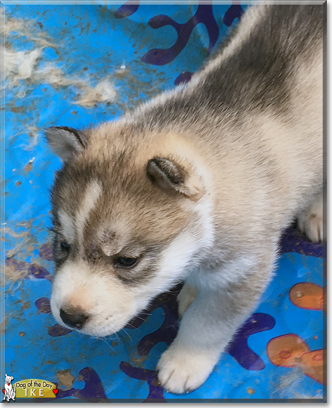 Ike the Siberian Husky, the Dog of the Day