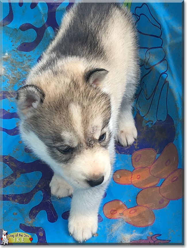 Ike the Siberian Husky, the Dog of the Day