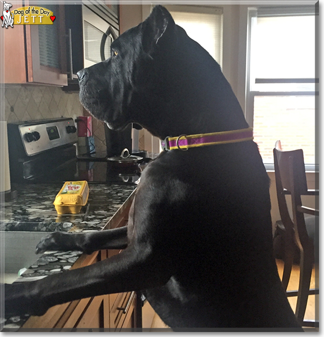 Jett Black the Cane Corso, the Dog of the Day