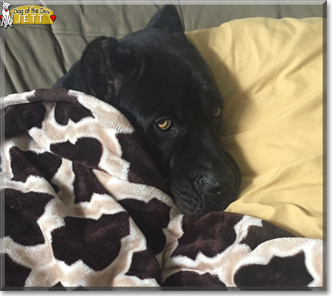 Jett Black the Cane Corso, the Dog of the Day