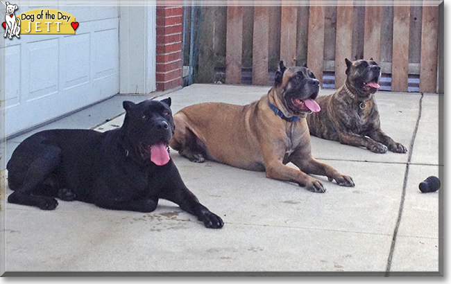 Jett Black the Cane Corso, the Dog of the Day